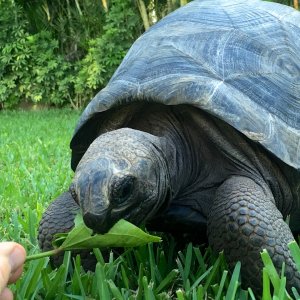 Aldabra Breeders