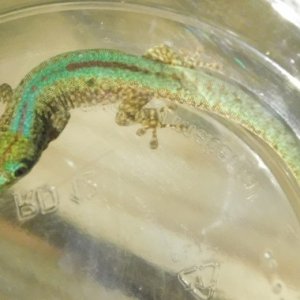 Male