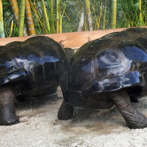 Aldabra Breeders