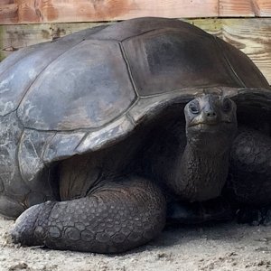 Aldabra Breeders