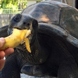 Aldabra Breeders