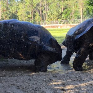 Aldabra Breeders