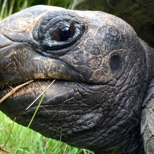 Aldabra Breeders
