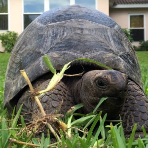 Aldabra Breeders