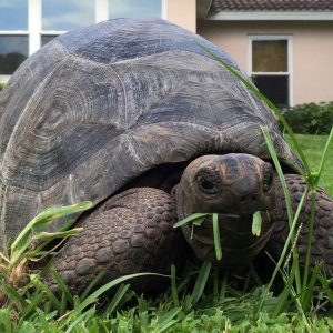 Aldabra Breeders