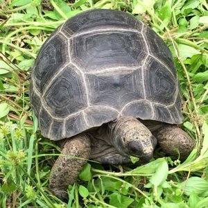 Aldabra Breeders