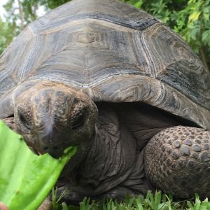 Aldabra Breeders