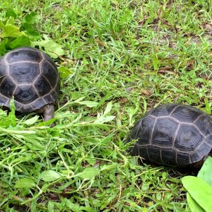 Aldabra Breeders