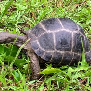 Aldabra Breeders