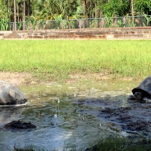 Aldabra Breeders