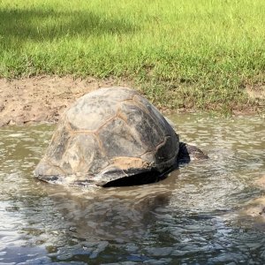 Aldabra Breeders