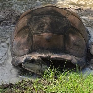 Aldabra Breeders