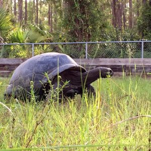 Aldabra Breeders