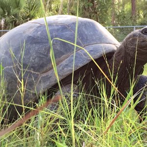 Aldabra Breeders