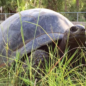 Aldabra Breeders