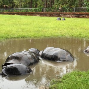 Aldabra Breeders