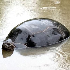 Aldabra Breeders