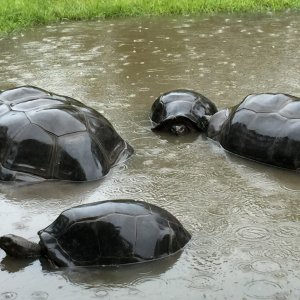 Aldabra Breeders