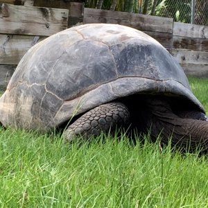 Aldabra Breeders