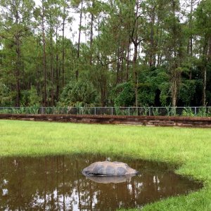 Aldabra Breeders