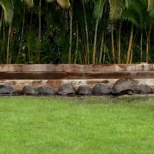 Aldabra Breeders