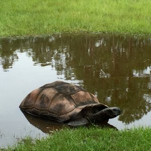 Aldabra Breeders