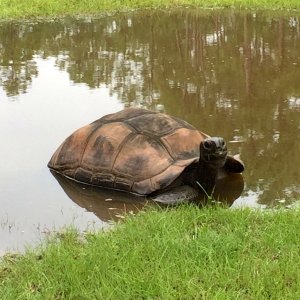 Aldabra Breeders