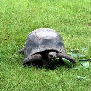 Aldabra Breeders