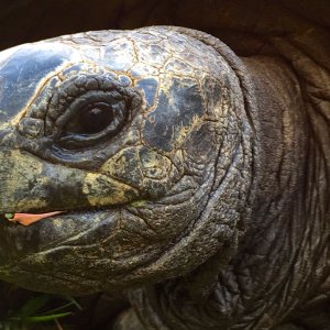 Aldabra Breeders