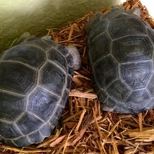 Aldabra Breeders