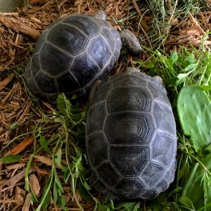 Aldabra Breeders
