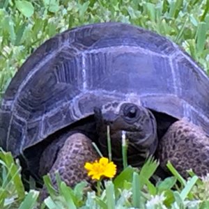 Aldabra Breeders