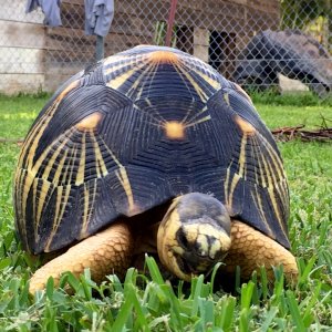 Aldabra Breeders