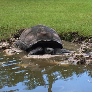 Aldabra Breeders
