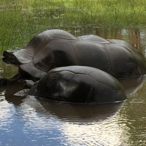 Aldabra Breeders