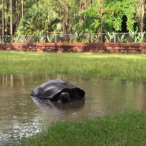 Aldabra Breeders