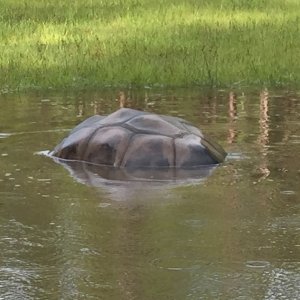 Aldabra Breeders