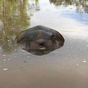 Aldabra Breeders