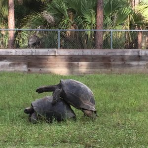 Aldabra Breeders