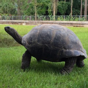 Aldabra Breeders