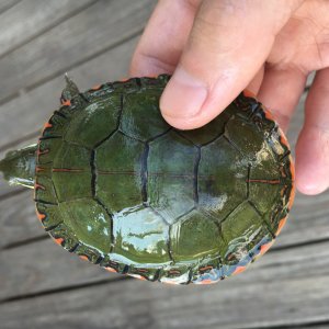 For sale, Spotted turtle, Midland Painter, and baby Sulcata