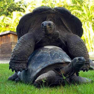 Aldabra Breeders