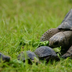 Aldabra Breeders