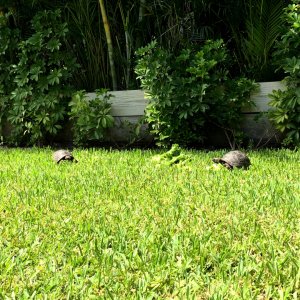 Aldabra Breeders