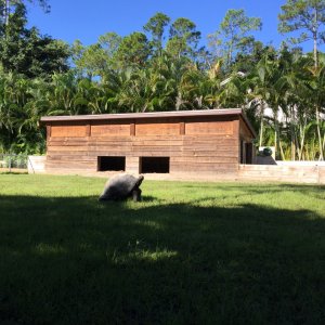 Aldabra Breeders