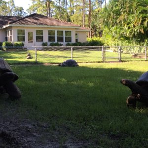 Aldabra Breeders