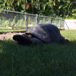 Aldabra Breeders