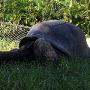 Aldabra Breeders