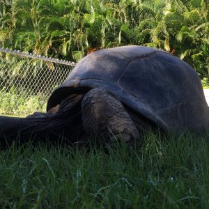 Aldabra Breeders