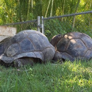 Aldabra Breeders